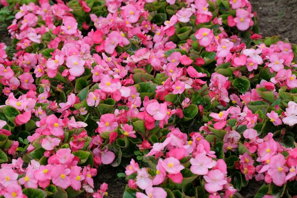 Décorez votre intérieur avec des fausses plantes tombantes artificielles