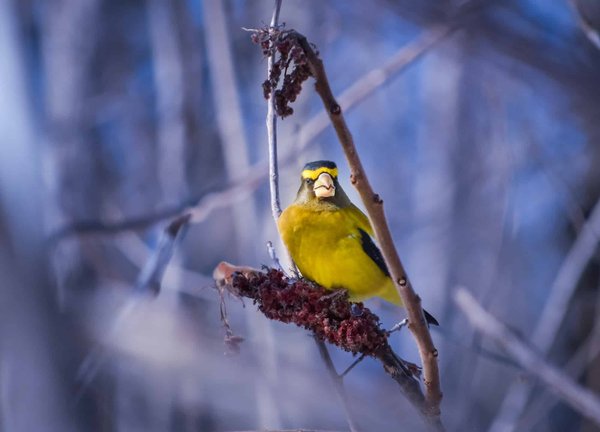 Comment attirer les oiseaux dans un petit jardin ?