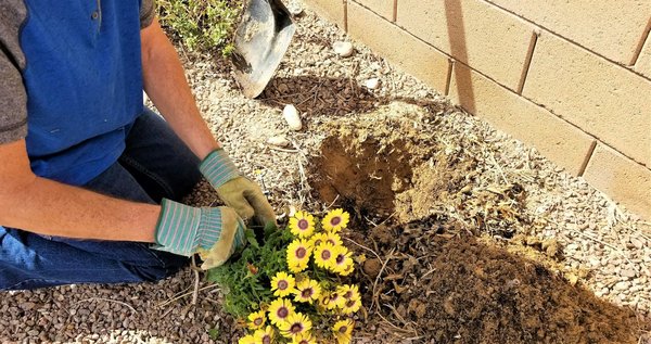 Commencer à jardiner : astuces pour transformer son espace à moindre coût